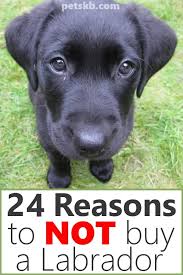 Our chocolate labrador retriever puppies for sale make one of the best companions for a family and home. Reasons Not To Get A Labrador Petskb