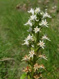 Image result for Habenaria lithophila