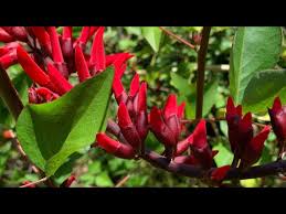 Image result for Erythrina sacleuxii