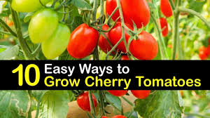 Can you freeze cherry tomatoes from the garden. 10 Easy Ways To Grow Cherry Tomatoes
