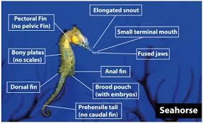 There is a certain criteria to be a mammal or a fish. Sea Horse Is A A Coelenterate B Bony Fish C Mammal Class 11 Biology Cbse