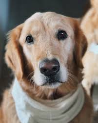 Mañana de varias cirugías💉⁣ ⁣ #veterinaria #vet #veterinario #cirugia  #animals