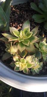 Leaves fall or old leaves off, flat on the subhumid soil above, or covered. Propagation Daily Ramblings