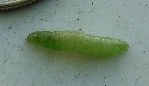 Maybe you would like to learn more about one of these? Plants Neighborhood Nature