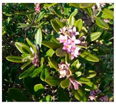 Meus senhores de letras e de anéis. Biomolecules Free Full Text Phytochemical Analysis And Biological Activities Of The Ethanolic Extract Of Daphne Sericea Vahl Flowering Aerial Parts Collected In Central Italy Html