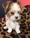 Parti Yorkshire Terrier Puppies For Sale