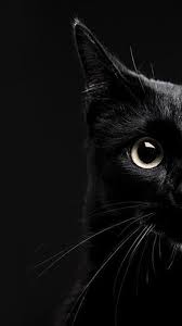 Cute Cat Wallpaper Hd For Android And Desktop Iphone Wallpaper Cat Cat Background Cat Wallpaper