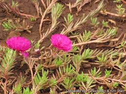 Image result for Portulaca foliosa