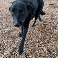(albuquerque) pic hide this posting restore restore this posting. Animal Welfare Department Westside Shelter Animal Shelter