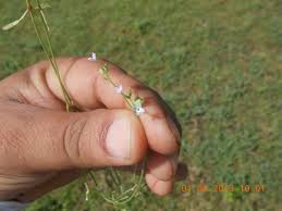 Image result for Kohautia