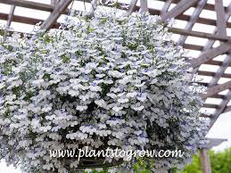 Image result for Lobelia thermalis
