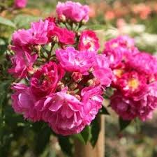 Maybe you would like to learn more about one of these? Rose Perennial Blue Online Kaufen Rosen Tantau