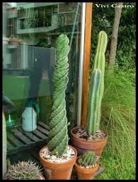 3 уход в домашних условиях. Florecio El Cereus Forbesii Espiralado