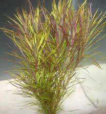 Image result for Pogostemon aquaticus