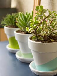 Succulence, which is responsible for those fleshy stems and leaves, may be the most obvious way to distinguish succulents from other types of plants. Growing Succulents Indoors Diy