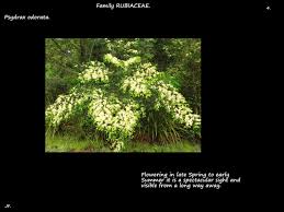 Image result for Psydrax