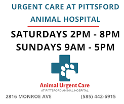 Find urgent care centers near rochester, ny. Animal Urgent Care Of Pittsford Posts Facebook