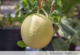 Es gibt den bargeldbonus, freispiele und den zeitlich befristeten bonus. Melonensorten Liste Aller Melonenarten Anbau Anleitung Gartenlexikon De