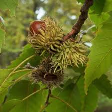 Image result for Quercus acutissima