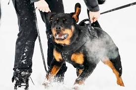 Rottweiler information including personality, history, grooming, pictures, videos, and the akc breed standard. Rottweiler So Gefahrlich Und Todlich Wie Pitbulls Die Hundeseite
