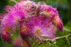 Image result for Albizia