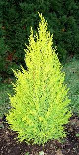 Image result for Cupressus macrocarpa
