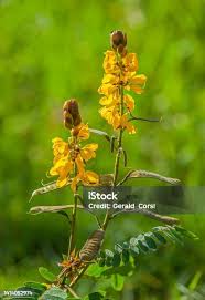 Image result for Senna didymobotrya