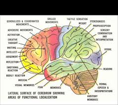 Maybe you would like to learn more about one of these? Brain Map 15 Freeman Clinic