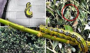 Please give a general location when asking questions. Box Tree Caterpillars Plague Uk Gardens Leaving Plants Completely Decimated In Just Days Uk News Express Co Uk