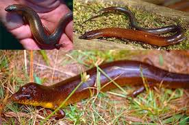 Image result for Periglossum mackenii