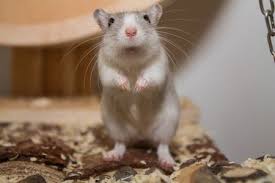 The names rose in popularity from the 1910s up to the 1970s. Exotic Pet Names That Start With J