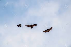 If you didn't love bats before viewing this entry, you must surely think. A Flock Of Fruit Bats In The Sunset Sky The Small Flying Fox Island Flying Fox