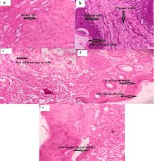 Image result for Aspilia mendoncae