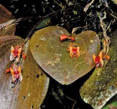 Image result for Habenaria uncicalcar