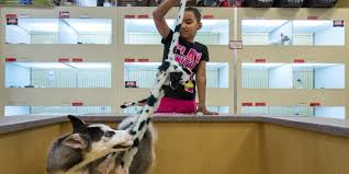 It is only natural that our members & kennels want access to referrals & references to best place their greyhounds in groups that excel at greyhound adoption in the united states. Puppy Mills Rescue Groups Wish To Undo Law That Bans In Phoenix Tempe