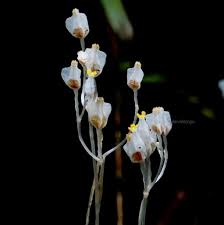 Image result for Burmannia