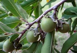 Image result for Diospyros mespiliformis