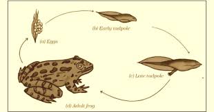 Cbse Papers Questions Answers Mcq Cbse Class 8 Science Ch 9 Reproduction In Animals Ncert Solutions Science Books Class 8 Reproduction