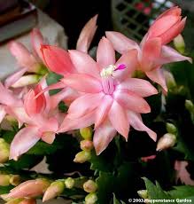 If you're hoping to get blooms in time for thanksgiving or christmas, you'll need to begin temperature treatments several weeks before. Pin By Dorothy Bennett On Schlumbergera Holiday Cactus Thanksgiving Cactus Christmas Cactus