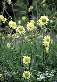 Image result for Cephalaria