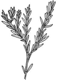 Image result for Picrodendraceae