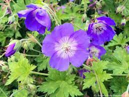 Geranium pinching starts in spring. Storchschnabel Rozanne Schonste Stauden Expertenwissen