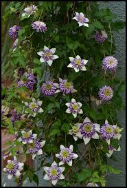 Flower resembles a dahlia bloom. Clematis Viennetta Clematis Georgia Gardening Colorful Garden