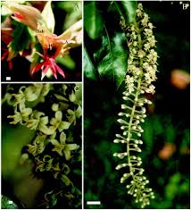 Image result for Melianthaceae
