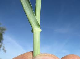 Image result for Panicum coloratum