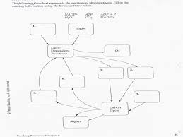 71 perspicuous light dependent reactions flow chart