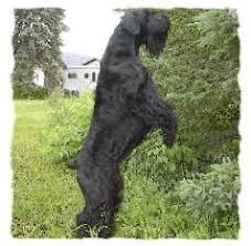 Giant Schnauzer