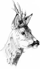 Mes Dessins Animaliers Le Blog De Alex Bowhunter Dessin Chasse Croquis Animaux Dessin Sanglier