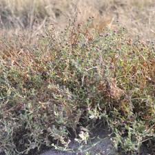 Image result for Sphaeranthus peduncularis