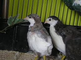 Pics Of All The Diffrent Button Quail Colours Please